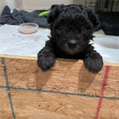 Pumi Puppies from TBD