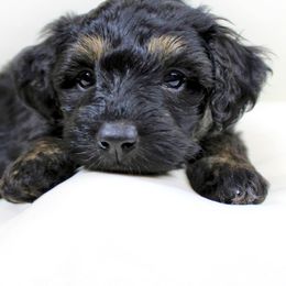 Aussiedoodle Puppies from Aussie Paws