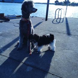 Havanese puppies from Curly Que Standard Poodles and Havanese