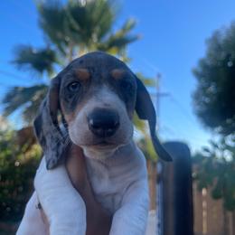 Spot - Dapple male Dachshund puppy in Yuba City, California from The Navarro Furbabies