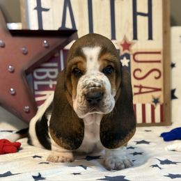 Clyde - Black brown and white male Basset Hound puppy in Edmonton, Kentucky from RiverBottom Bassets