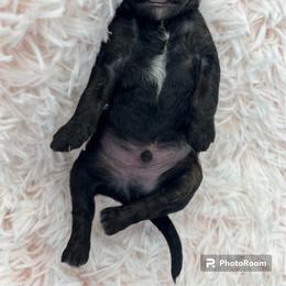 Goldendoodle Puppies from True Friend Doodles