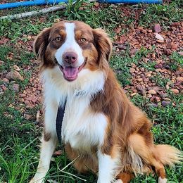 Cinnamon - Australian Shepherd