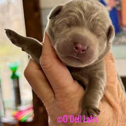 Charm - Chocolate female Labrador Retriever puppy in Sullivan, Missouri from O’Dell Labs