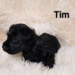 Tim - Boy, Black with some Brindle - Red brindle male Scottish Terrier puppy in San Antonio, Texas from Christie Gregory's Scotties