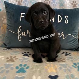 Boy 1 - Black male Labrador Retriever puppy in Palmdale, California from Sweet As Sugar Labradors