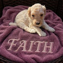 Faith - Cream female Poodle puppy in Washington, Pennsylvania from Patriotic Poodles