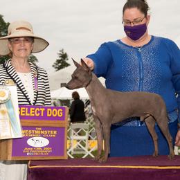 Disco - American Hairless Terrier
