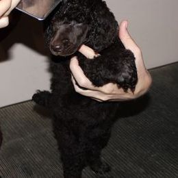 Poodles from Magic Hour Poodles