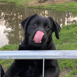 Labrador Retrievers from Tamerlane Labradors
