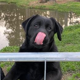Labrador Retrievers from Tamerlane Labradors