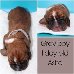 Boy 3 - Basset Hound puppy in Texas from Basset Hounds of Jacksboro, Tx