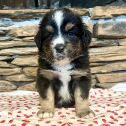 Leo - Black tri-color male Australian Shepherd puppy in Red Springs, North Carolina from Julia Rose Ranch