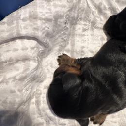 Black and tan female - Black and tan female Dachshund puppy in Mc Donough, Georgia from Doxie Gang