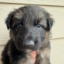 Whiskey - Black and red female German Shepherd puppy in Graham, Washington from Wildeflecken Shepherds