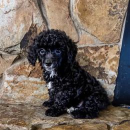 Cider AKC - Black male Poodle puppy in Palatka, Florida from Laurie Martin