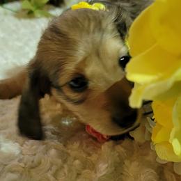 Dachshund Puppies from CLARK'S BREEDING PROGRAM
