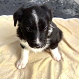 ET - Black and white male Border Collie puppy in Burlington, Kentucky from Murphys Farm