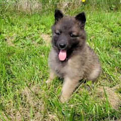 Purple Girl - Mahogany and black Belgian Tervuren puppy in Kirksville, Missouri from Katahdin Kennel Belgian Tervurens
