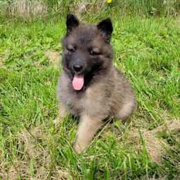 Purple Girl - Mahogany and black Belgian Tervuren puppy in Kirksville, Missouri from Katahdin Kennel Belgian Tervurens