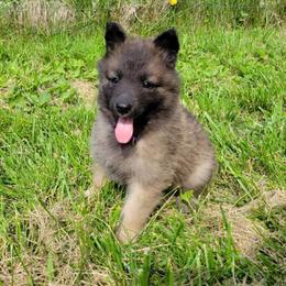 Purple Girl - Mahogany and black Belgian Tervuren puppy in Kirksville, Missouri from Katahdin Kennel Belgian Tervurens