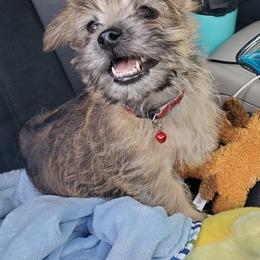 Cairn Terrier Puppies from Elam Acres Cairn Terriers