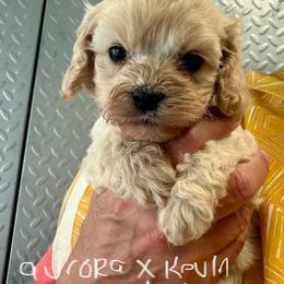 Aurora Girl 2 - Golden female Cockapoo puppy in Haines City, Florida from Camic Cockapoos