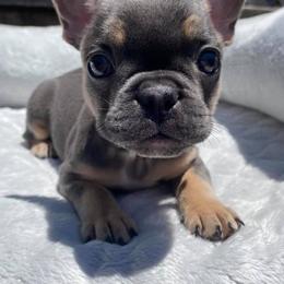 French Bulldogs from Santa Cruz French Bulldogs