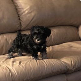 Miniature Schnauzer Puppies from Parsons’ Kennels