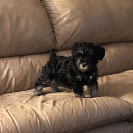 Miniature Schnauzer Puppies from Parsons’ Kennels