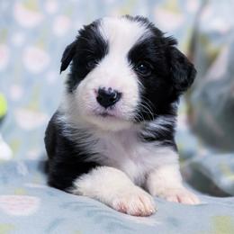 Heart - Black and white female Border Collie puppy in Raccoon, Kentucky from Skyline Border Collies