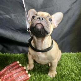 Simba - Fawn male French Bulldog puppy in Nashville, Tennessee from Jesssica's Frenchies