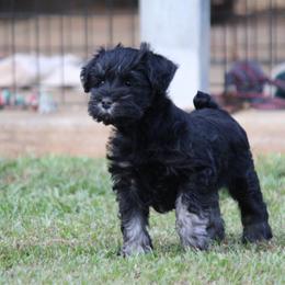 Big Personality in a Small Package - Black and silver male Miniature Schnauzer puppy in Greensburg, Louisiana from Brock’s  Miniature Schnauzers of Louisiana