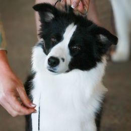 Bluff - Border Collie