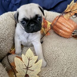Wednesday - Fawn female Pug puppy in Moorefield, West Virginia from Wratchford Farms