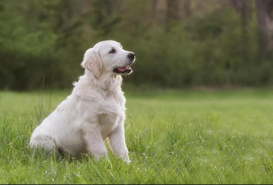 light colored golden retriever puppy sitting in a field looking off to the right