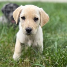 Sweetpea - Cream female Goldendoodle puppy in Billings, Montana from Rising Star Doodles