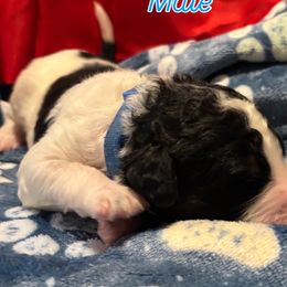 Bernedoodle Puppies from Goldhaly Peach Doodles