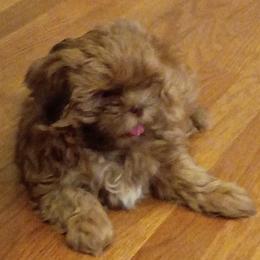 Little Frankie - Red and tan male Shih Tzu puppy in Browns Summit, North Carolina from Lisa's Shih Tzus