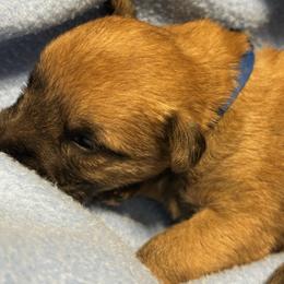 Blue - Wheaten male Soft Coated Wheaten Terrier puppy in Gordonville, Texas from Serenity Valley Wheatens