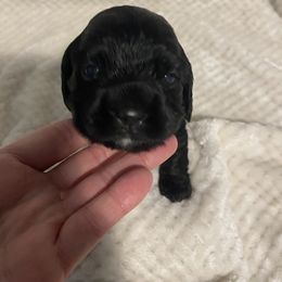Cocker Spaniel Puppies from Becky's Cockers