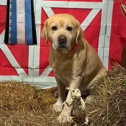 Labrador Retrievers from Cabin Creek