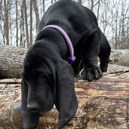 Basset Hounds from Tuckers' Howling Hounds