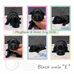 Male E - Black male German Shepherd puppy in New Martinsville, West Virginia from Hunter K-9
