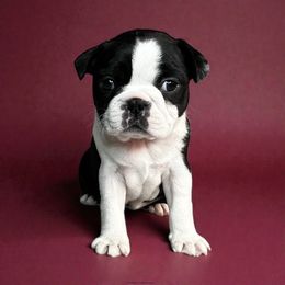 AKC to be determined - Black and white female Boston Terrier puppy in Galena, Kansas from RottNBostons