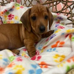 Macho - Red male Dachshund puppy in Brooksville, Florida from Ween Acres