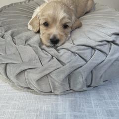 Australian Cobberdog Puppies from Joreese Australian Cobberdogs