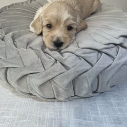 Australian Cobberdog Puppies from Joreese Australian Cobberdogs