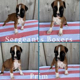 Prim - Fawn female Boxer puppy in Madisonville, Texas from Sergeant's Boxers