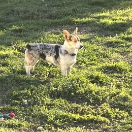 Daisy - American Corgi